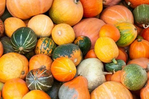 Different varieties of  pumpkins Stock Photos