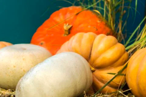 Different varieties of squashes and pumpkins. Stock Photos