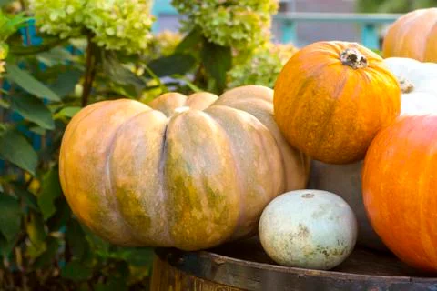 Different varieties of squashes and pumpkins. Stock Photos