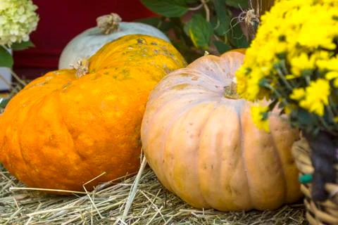 Different varieties of squashes and pumpkins. Stock Photos