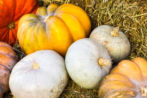 Different varieties of squashes and pumpkins. Stock Photos