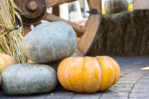 Different varieties of squashes and pumpkins. Stock Photos