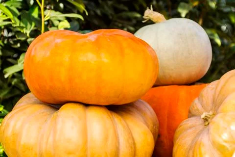 Different varieties of squashes and pumpkins. Stock Photos
