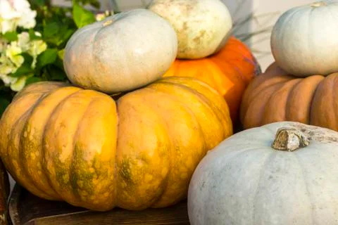 Different varieties of squashes and pumpkins. Stock Photos