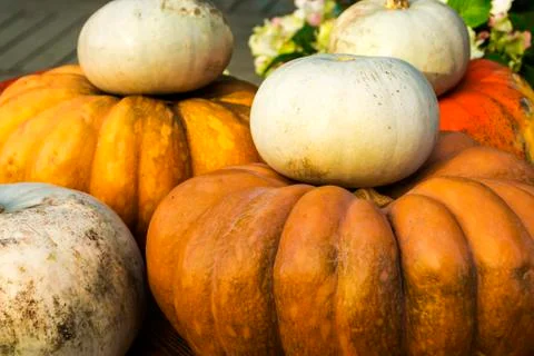 Different varieties of squashes and pumpkins. Stock Photos