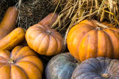 Different varieties of squashes and pumpkins. Stock Photos