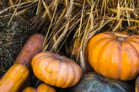 Different varieties of squashes and pumpkins. Stock Photos