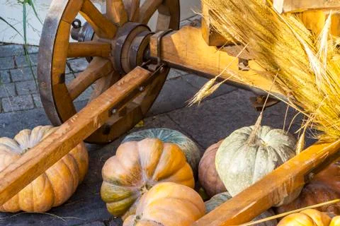 Different varieties of squashes and pumpkins. Stock Photos
