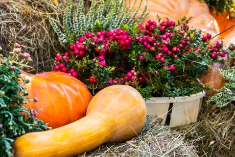 Different varieties of squashes and pumpkins. Stock Photos