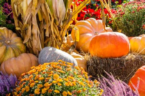 Different varieties of squashes and pumpkins. Stock Photos