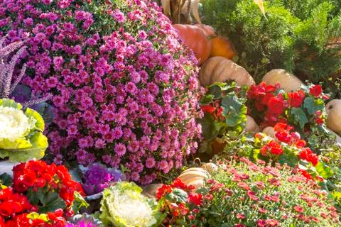 Different varieties of squashes and pumpkins. Stock Photos