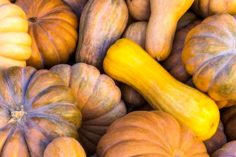 Different varieties of squashes and pumpkins. Stock Photos