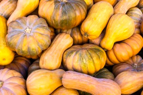 Different varieties of squashes and pumpkins. Stock Photos