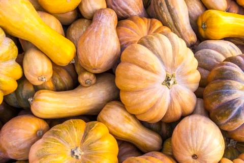 Different varieties of squashes and pumpkins. Stock Photos