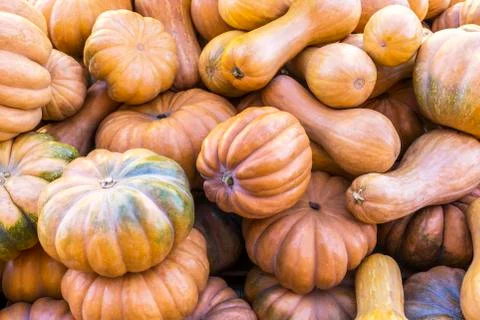 Different varieties of squashes and pumpkins. Stock Photos