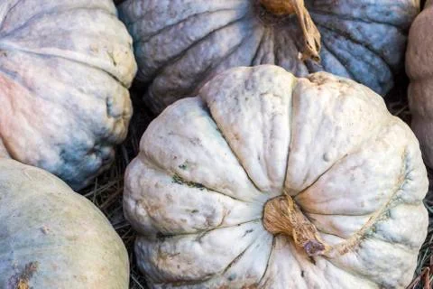 Different varieties of squashes and pumpkins. Stock Photos