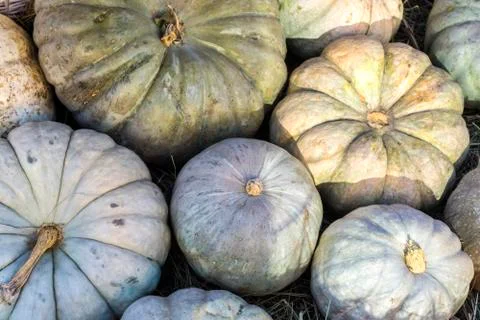 Different varieties of squashes and pumpkins. Stock Photos
