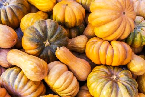 Different varieties of squashes and pumpkins. Stock Photos