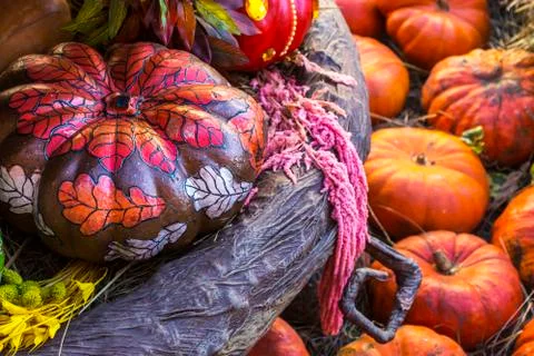 Different varieties of squashes and pumpkins. Stock Photos