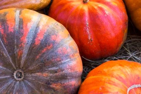 Different varieties of squashes and pumpkins. Stock Photos