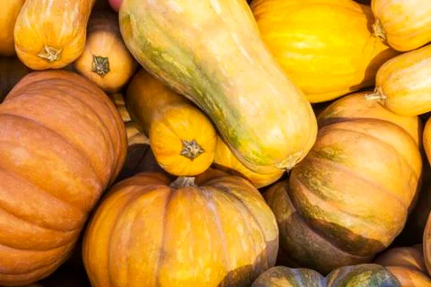 Different varieties of squashes and pumpkins. Stock Photos