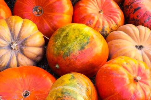 Different varieties of squashes and pumpkins. Stock Photos