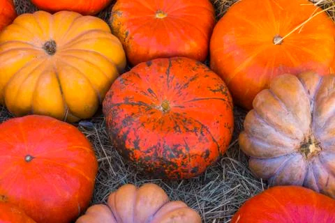 Different varieties of squashes and pumpkins. Stock Photos