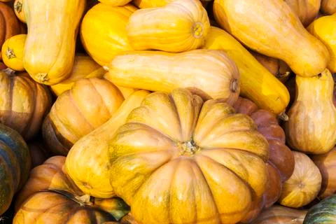 Different varieties of squashes and pumpkins. Stock Photos