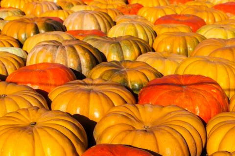 Different varieties of squashes and pumpkins. Stock Photos