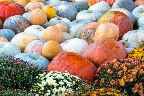 Different varieties of squashes and pumpkins. Stock Photos