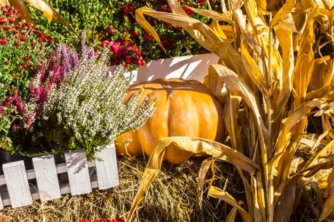 Different varieties of squashes and pumpkins. Stock Photos