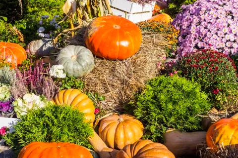 Different varieties of squashes and pumpkins. Stock Photos