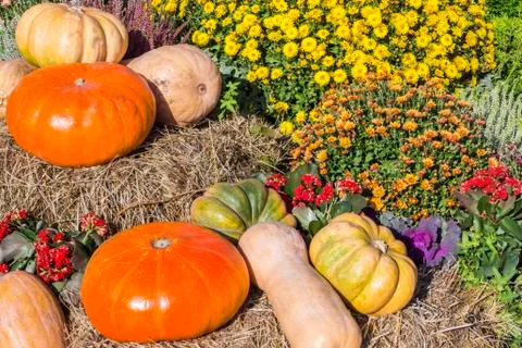 Different varieties of squashes and pumpkins. Stock Photos