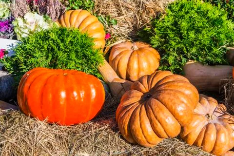 Different varieties of squashes and pumpkins. Stock Photos