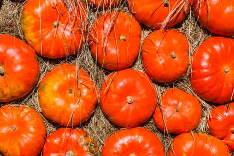 Different varieties of squashes and pumpkins. Stock Photos
