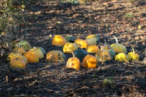 Different varieties of squashes and pumpkins in the garden. Colorful autumn v Stock Photos