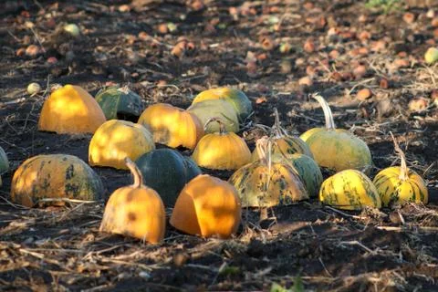 Different varieties of squashes and pumpkins in the garden. Colorful autumn v Stock Photos