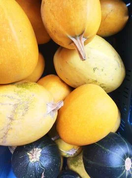 Different varieties of squashes and pumpkins on straw. Colorful vegetables to Foto stock