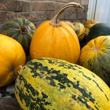 Different varieties of squashes and pumpkins on straw. Colorful vegetables to Foto stock