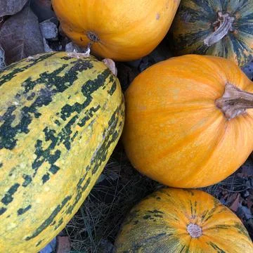 Different varieties of squashes and pumpkins on straw. Colorful vegetables to Stock Photos