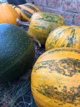Different varieties of squashes and pumpkins on straw. Colorful vegetables to Stock Photos