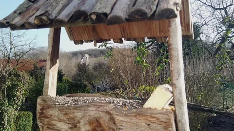 Different varieties of tits that come to the feeder to eat seeds and fat in w Stock Footage 123485841