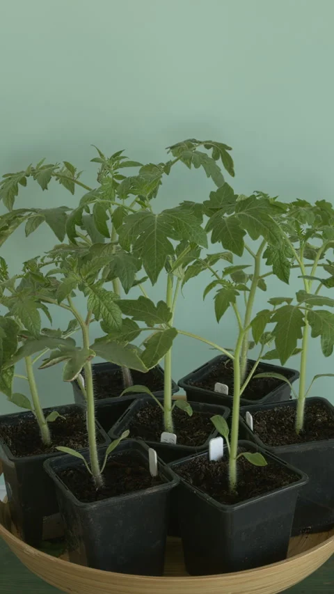 Different varieties of tomato seedlings in plastic pots. Vertical video. Stock Footage 308790983