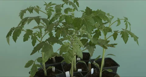 Different varieties of tomato seedlings in plastic pots. Stock Footage 308791129