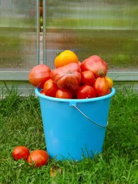 Different varieties tomatoes in a blue bucket. Stock Photos