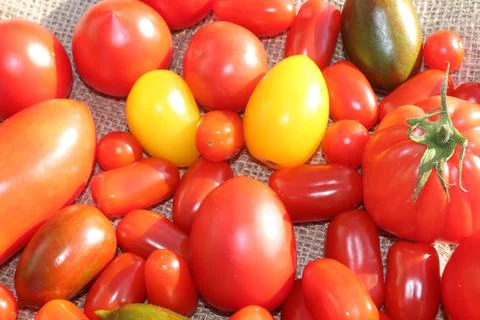 Different varieties of tomatoes Stock Photos
