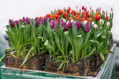 Different varieties of tulips in boxes on table in greenhouse grown for sale  Stock Photos