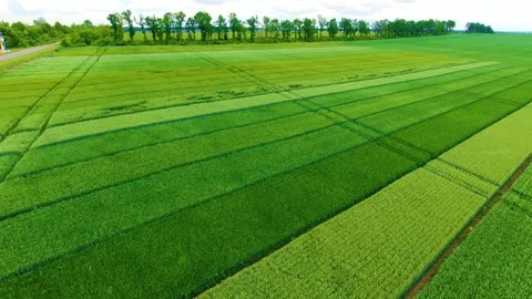 Different varieties of wheat and barley Stock Footage 155593282