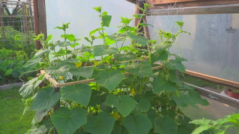 Different vegetables in glasshouse Video stock 144475805