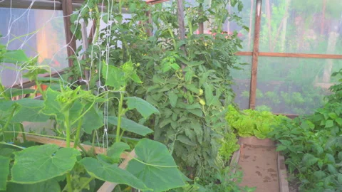Different vegetables in glasshouse Stock Footage 144476123